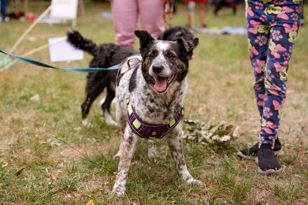Kropek, średniej wielkości super pies czeka na dom
