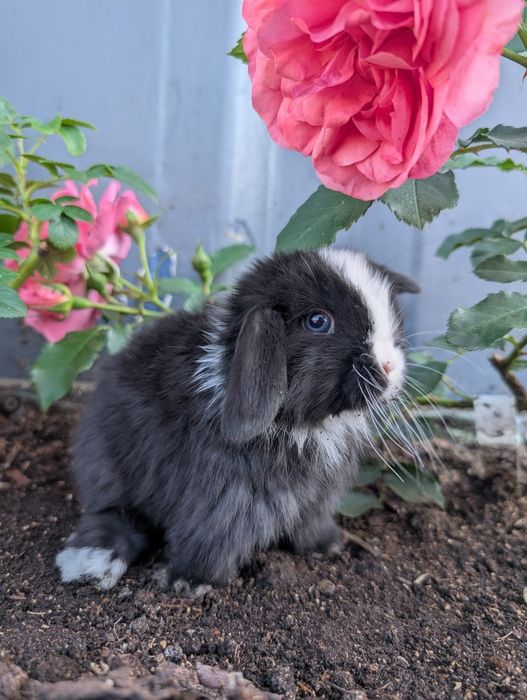 Mini lop , baranek miniaturka, metryka