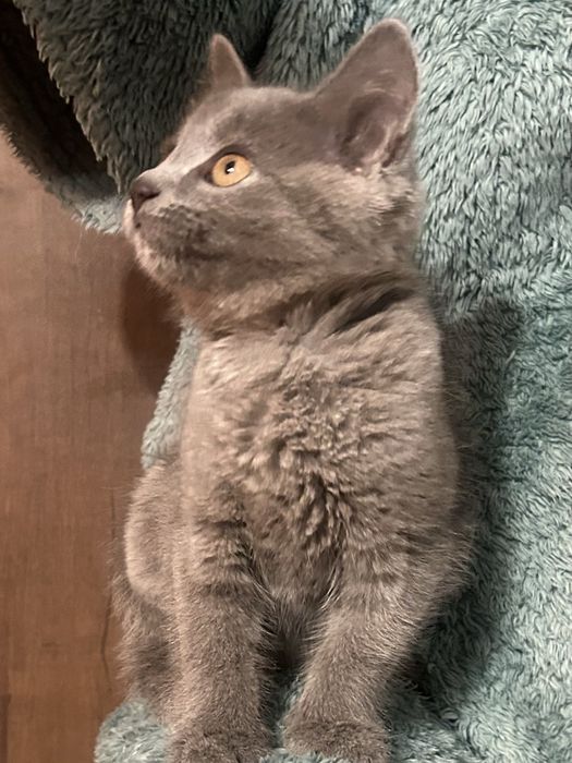 Віддамо в добрі руки кошенятко