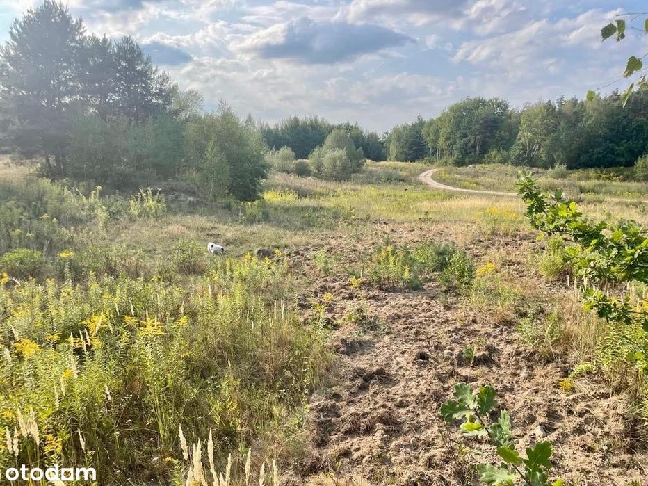 Bezpośrednio - sielska działka nad stawem koło lasu - 26km od Warszawy