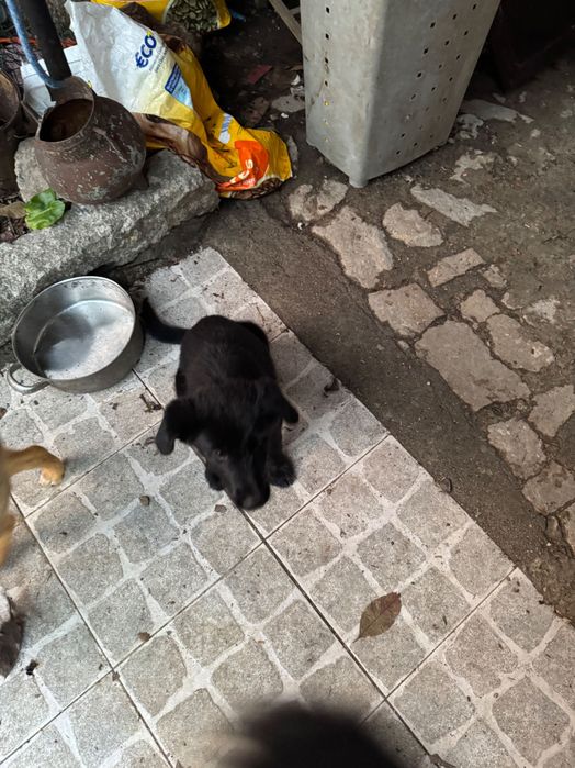 Cães arraçados pastor alemão