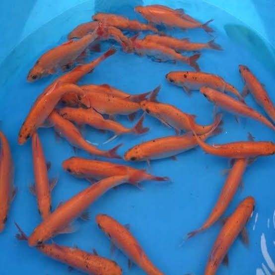 Orfa orfy 8-12 cm 20-25 cm