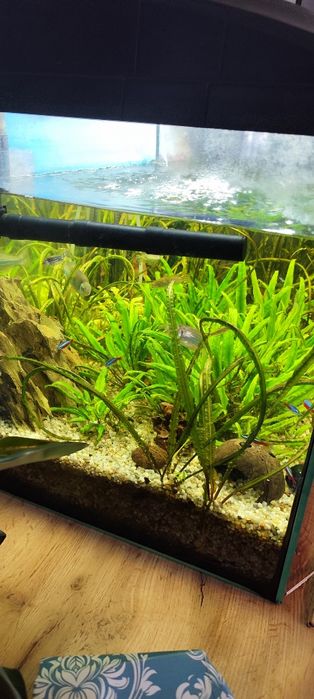 Zestaw Akwarium 112l filtr zewnętrzny Aquael 900.