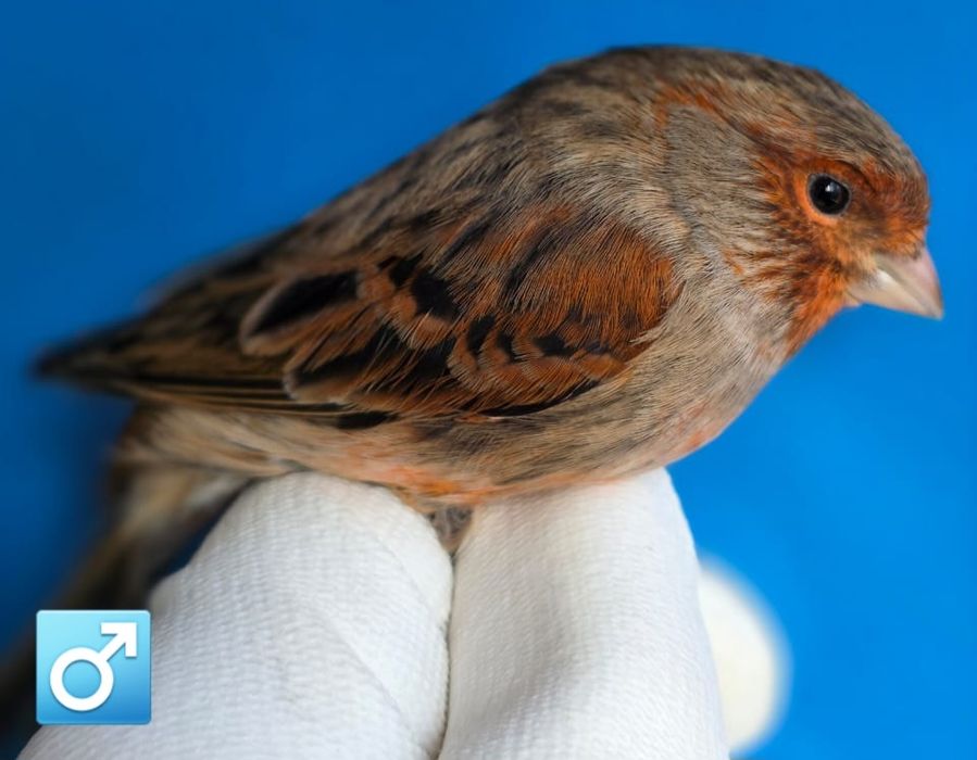 Клітки для канарок