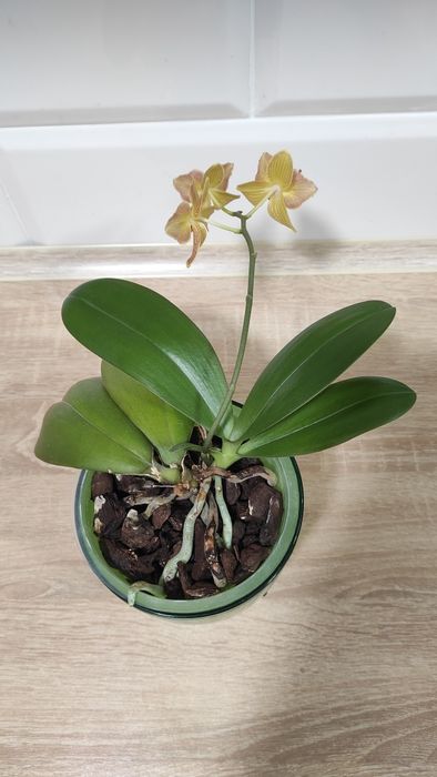 Орхідея фаленопсис Phal. Gold Staff
