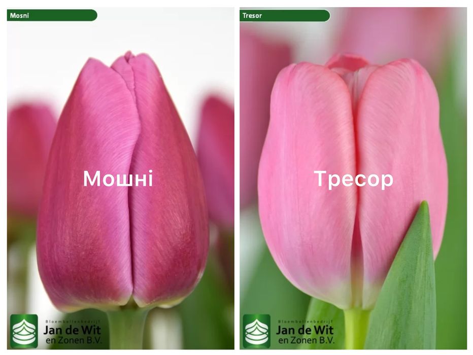 Цибулини голандських тюльпанів