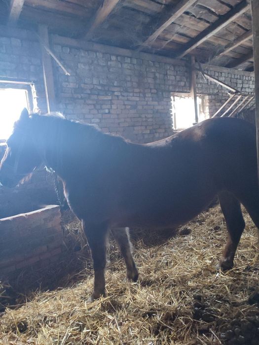 Кінь жеребна кобила