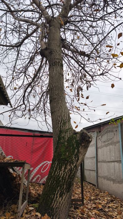 Продам орех дерево. Самоспил, самоаывоз