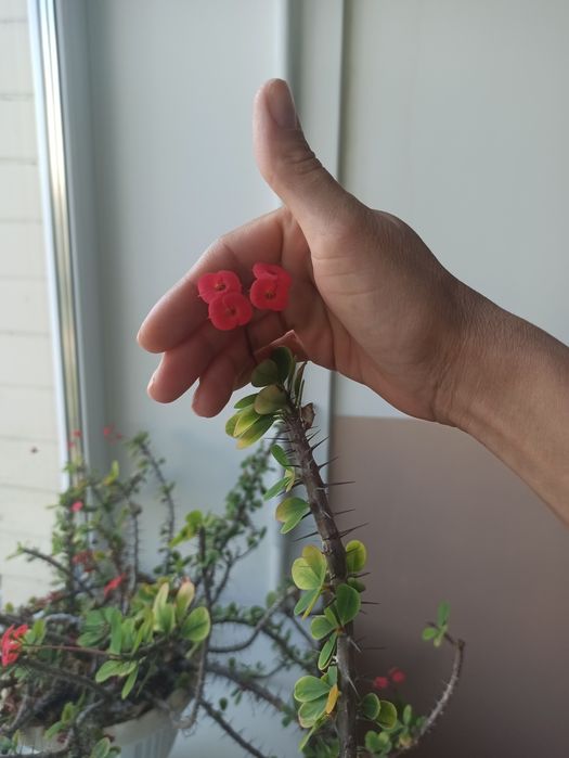 Молочай. Гибискус. Фуксия. Кактус