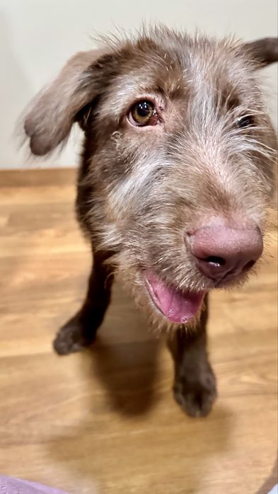 Dou cadela de 8 meses a familia responsavel