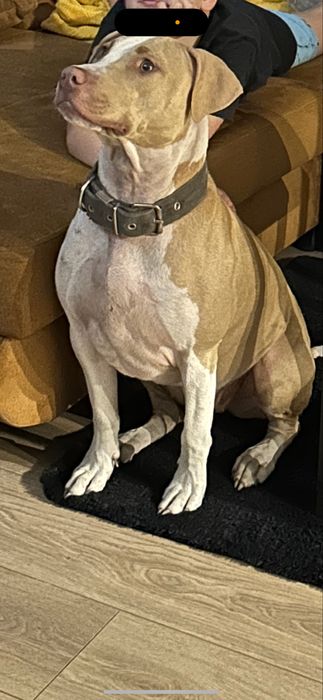 Oddam Suke „pitbull”