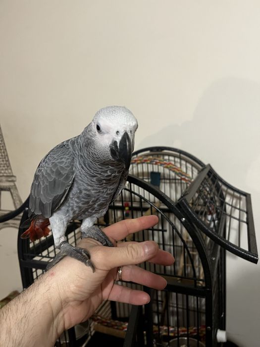 Papagaio cinzento  do senegal