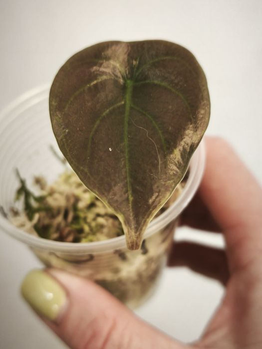 Алоказия Ред Сикрет