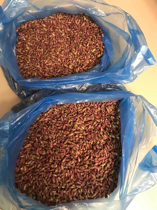 Продам бруньку смородини