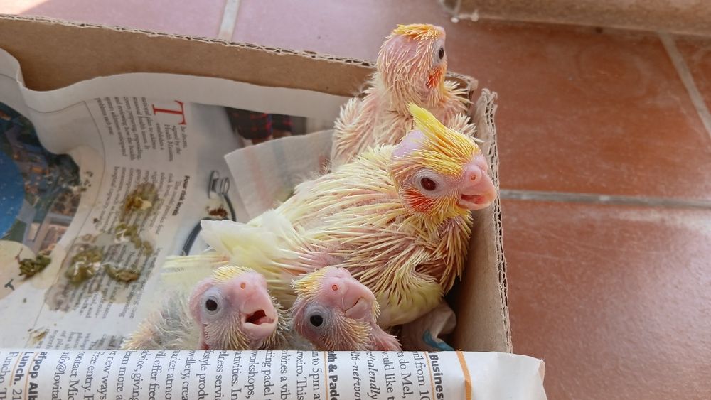 Caturra reverso para criar a mão!