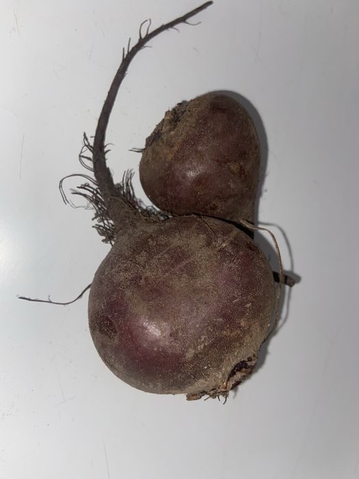 Cebula żółta, worki 15 kg i 5 kg