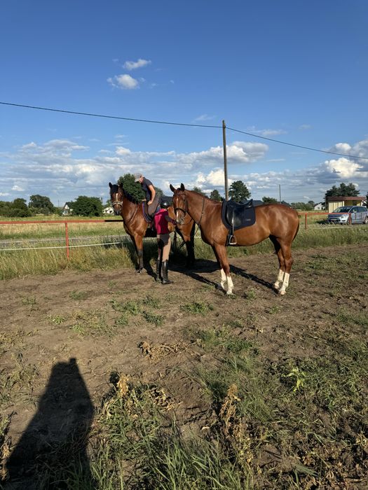 Teening koni/ zajezdżenie
