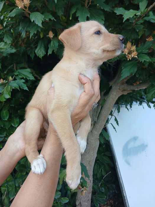 Kiki para adoção muito responsável