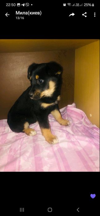 Отдам в добрые руки