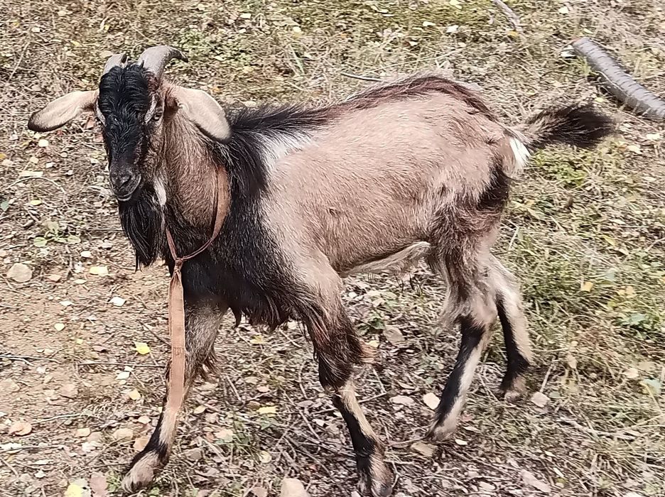 Kozioł cap sprzedam