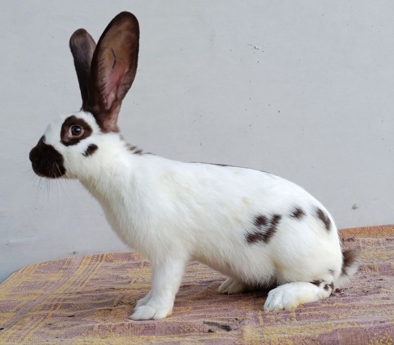 Німецький строкатий велетень