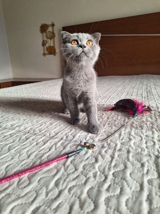scottish fold fêmea blue