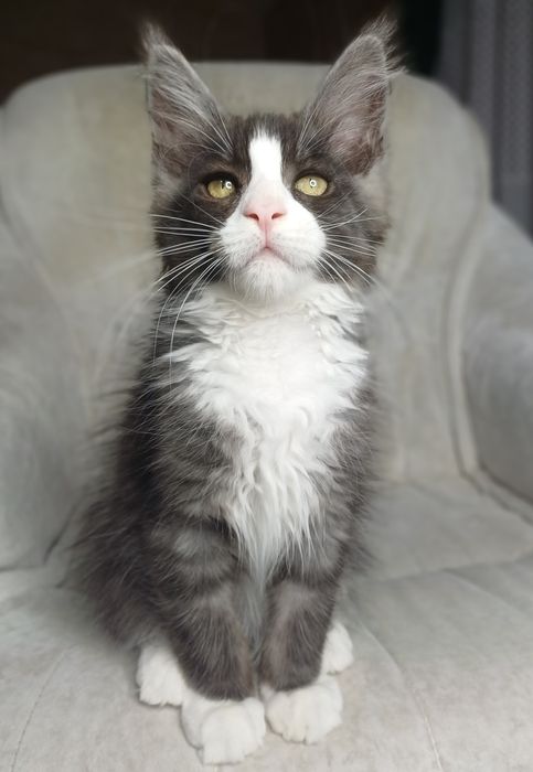 Maine Coon kocurek ns09