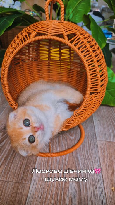 Ласковые котята, вислоухие и прямоухие шотландские