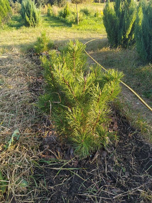 Сосна горная 'Мугус'. Декоративные растения