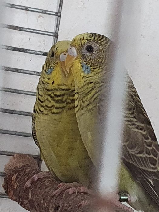 Periquitos asa negra deste ano