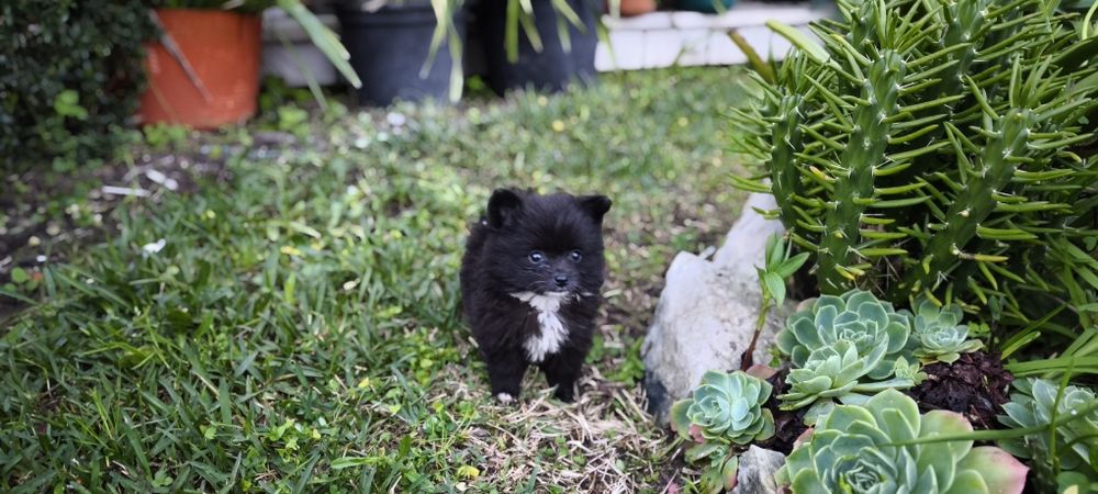 Spitz alemão anão Lulu da Pomerânia hiper miniatura criado em ambiente