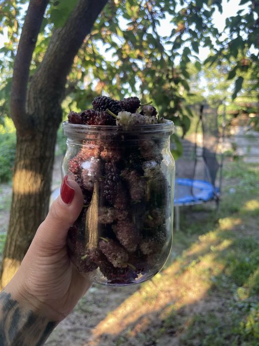 Продам клубнику,черешню,вишню,шовковицю домашню
