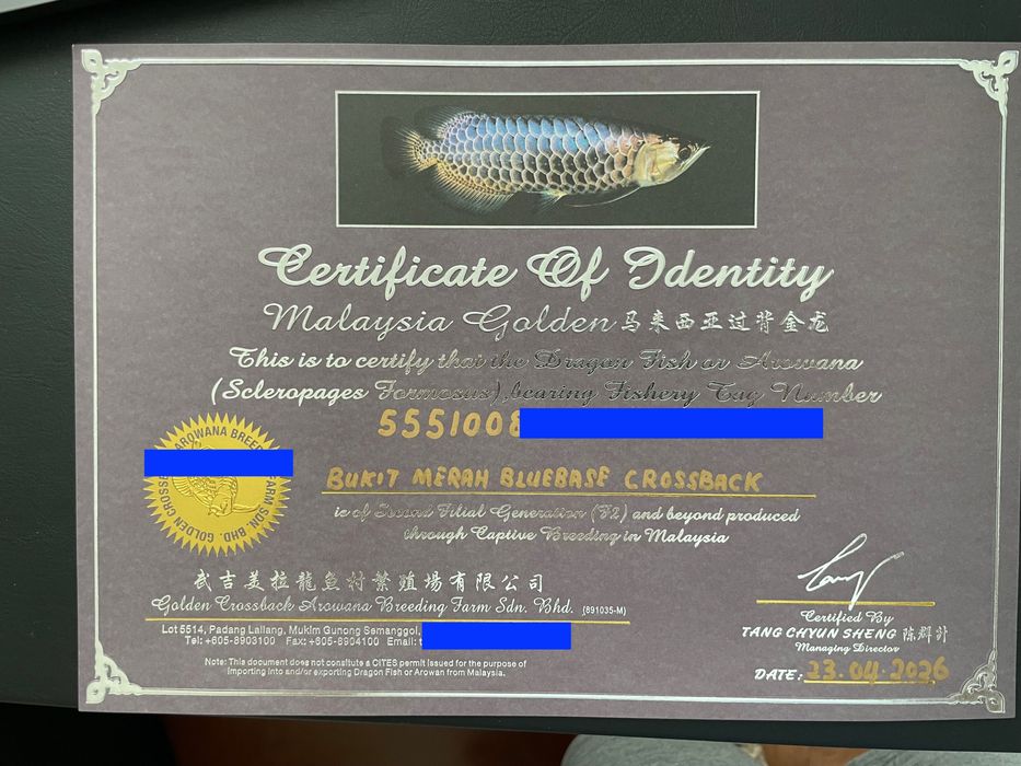 Bukit Merah blue base golden crossback Arowana