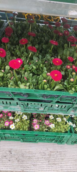 Sprzedam kwiatki Bratki