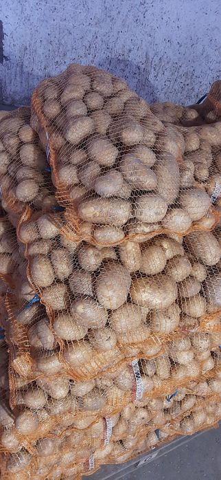 Ziemniaki jadalne Gala/Lilly