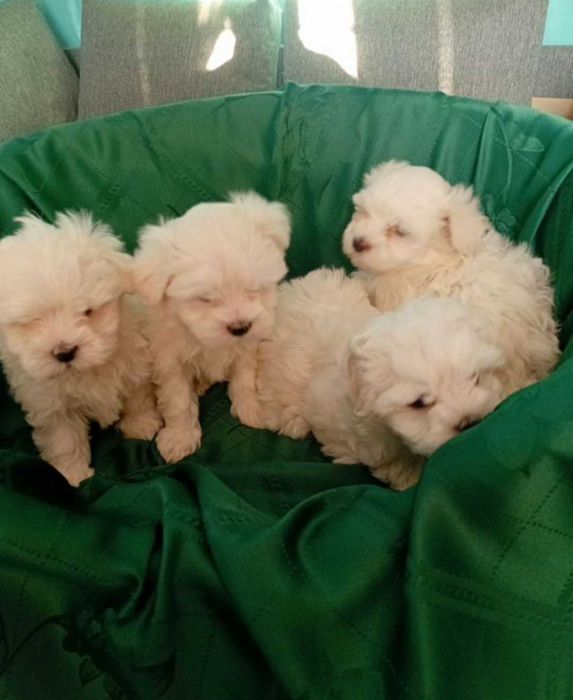 Maltańczyk Szczeniak