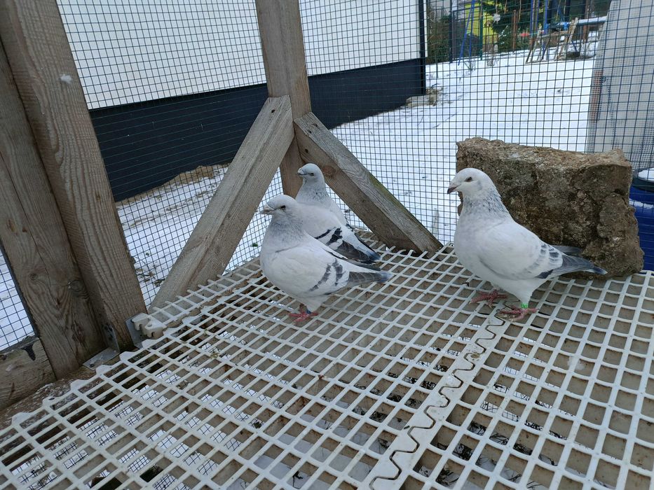 Gołębie standard standardy