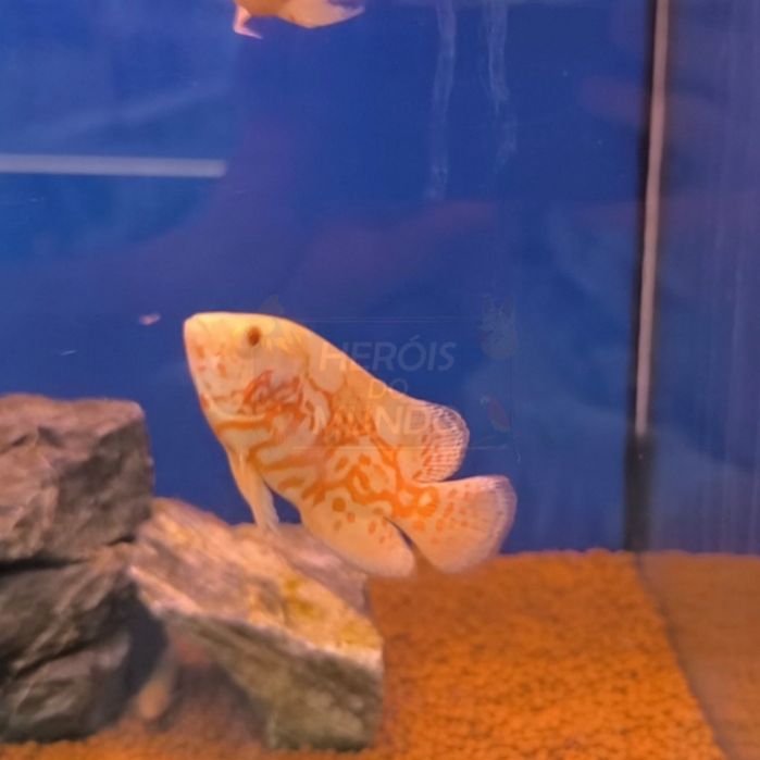 Oscar Nemo Red Albino (Astronotus Ocellatus)