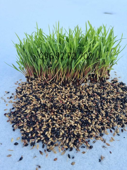 Насіння суданки та Люцерни! Посухостійке! Витримує засуху!