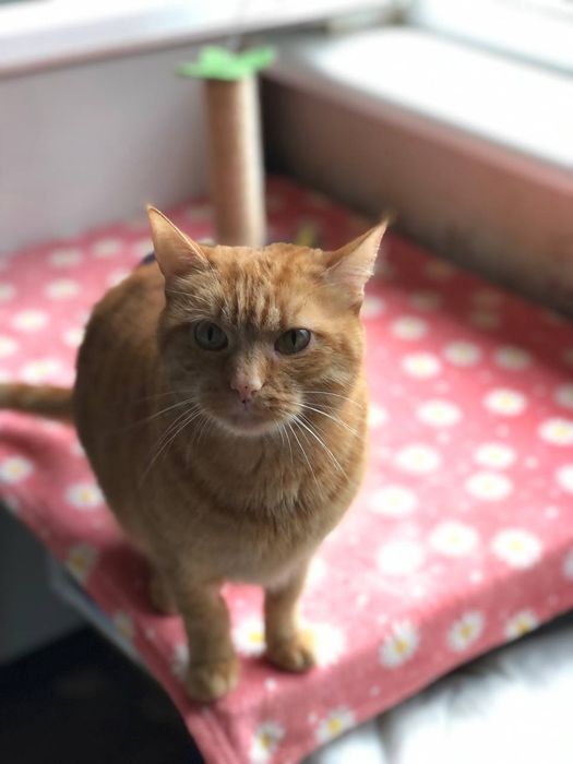 Котик Рудик бесплатно
