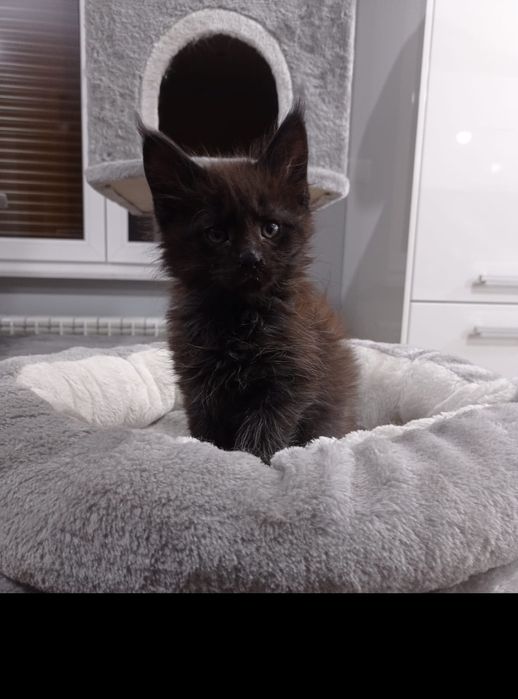 Śliczny  czarno dymny kocurek Maine Coon