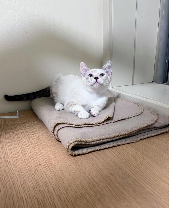 Gatinha bebé para adoção