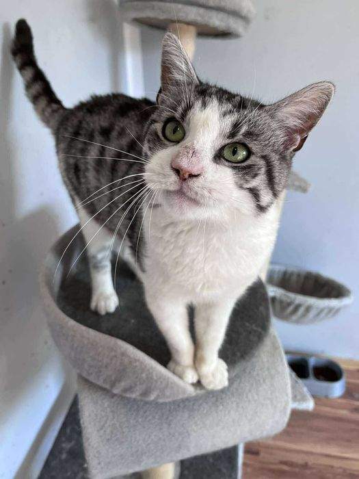 Super śmieszny kocurek do adopcji :)