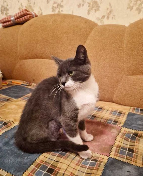 Котенок - девочка, кошка 5 месяцев, пепельно-белая