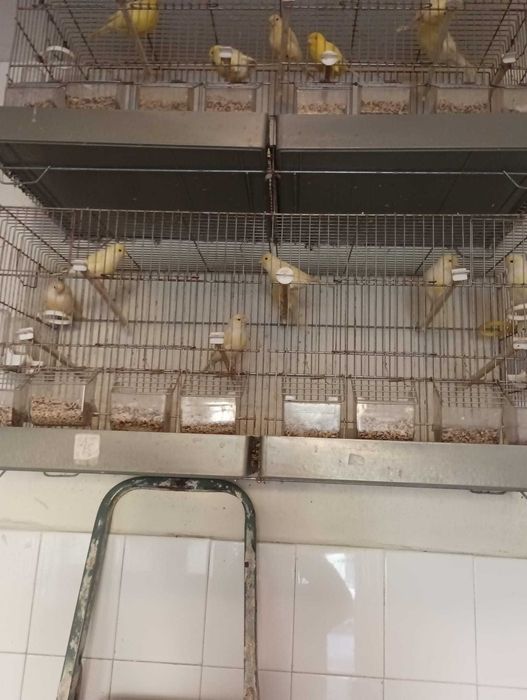 Vendo canários femeas, se for todos fica mais barato