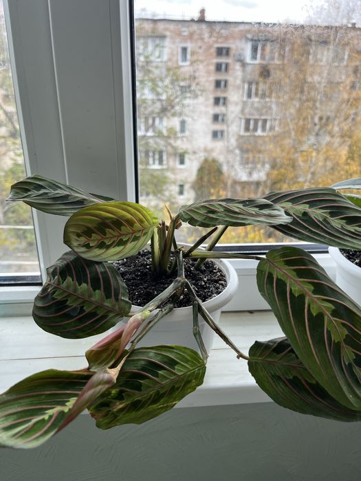 Кімнатні рослини