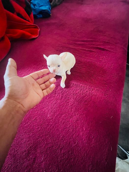 chihuahua macho