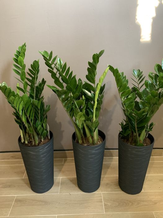 Заміокулькас    в  офіс 1 м