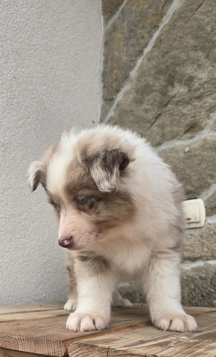 Border Collie piesek Red Merle niebieskooki
