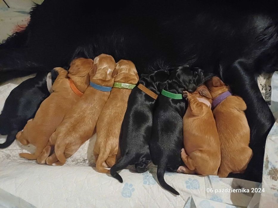 Reproduktor Cocker Spaniel Złoty/Rudy